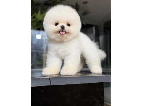 Irk ve sağlık garantili pomeranian boo bebekler