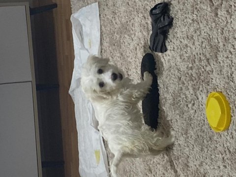 3 aylık maltese terrier