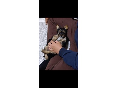 Yorkshire terrier yorki