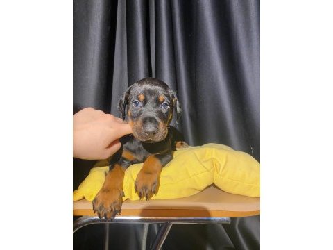 Üst kalite estetikli doberman yavrularımız