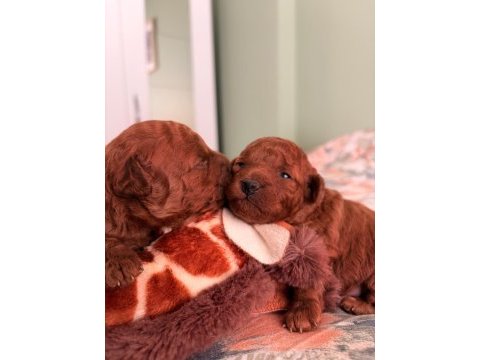 Kore teacup ve toy poodle yavruları