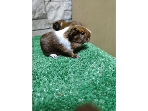 Tatlı guinea pig yavruları istanbul