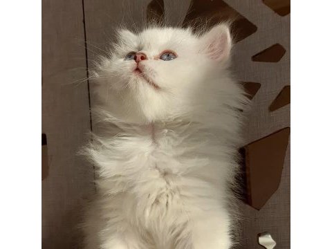 Show british longhair yeni yuvasını bekliyor