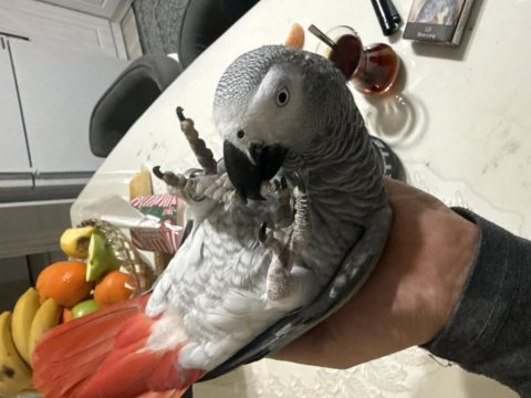 Full artı full evcil konuşan jako papağanı