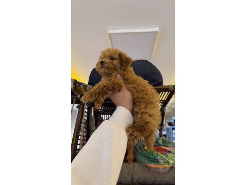 Red brown aşılı kore maltipoo wc pet eğitimli