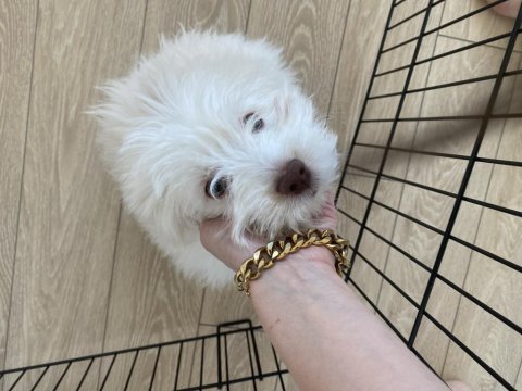 Renkli gözlü tuvalet eğitimli maltipoo