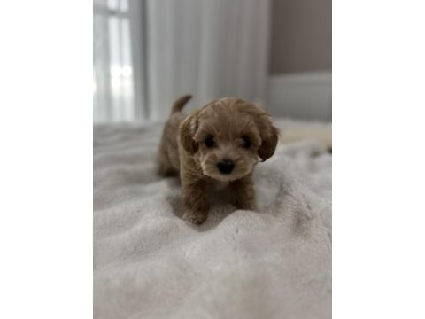 Sıfır numara maltipoo