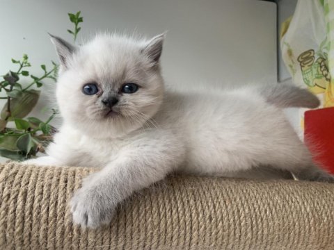 Yavru british longhair