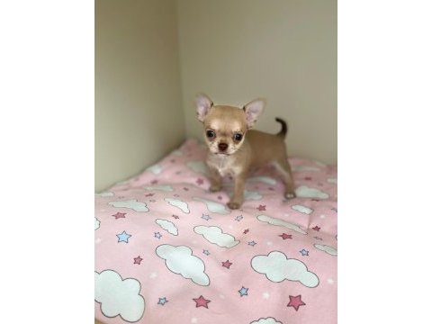 Anne altından chihuahua (şivava) bebekler