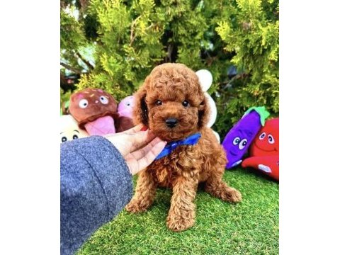Irkının en güzel toy poodle bebekleri
