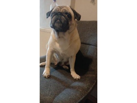 Pug kızımıza eş arıyoruz (detaylar içeride)
