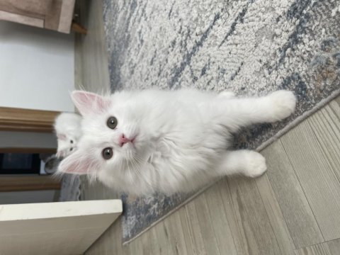 British longhair