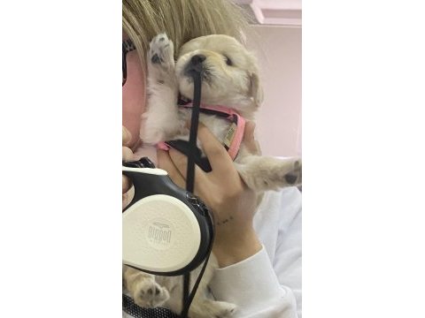 Bebek maltipoo