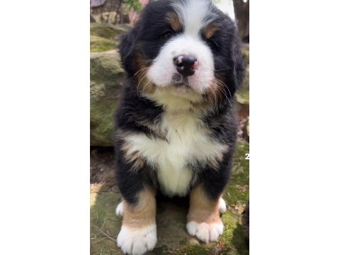 Bernese mountain dog