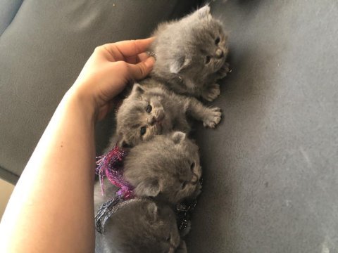 Dişi tombul scottish fold yavrular