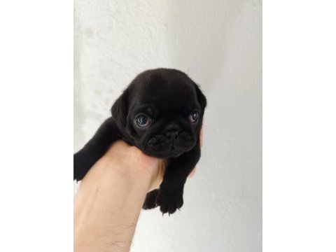 Gül kuyruk pug mops yavrular