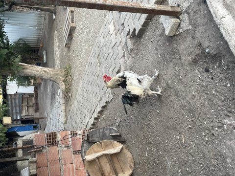 Satılık 2 yaşında horozlar