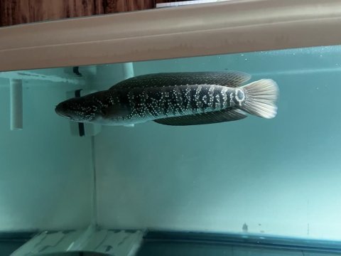 Chnna aisista white spot