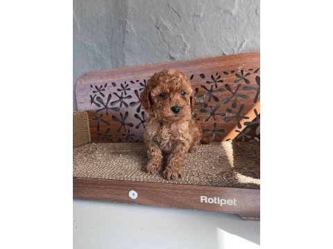 Tr nin en iyi anne babasından poodle