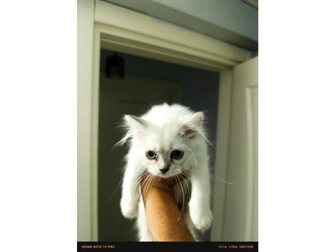 British shorthair yavruları