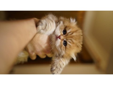 Golden british longhair yavrular