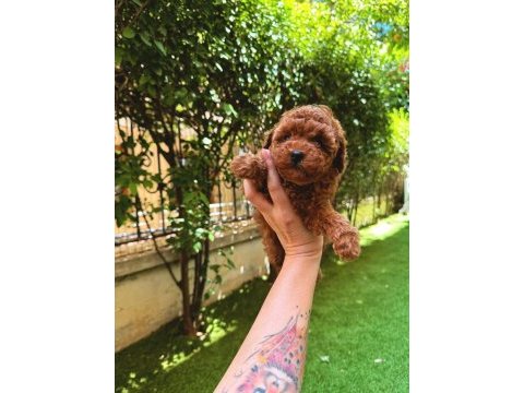 Redbrown toy poodle yavrularımız