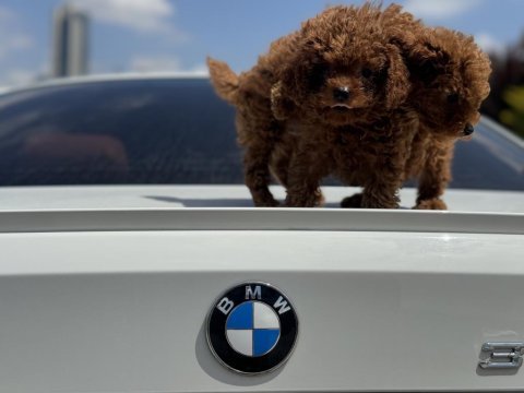 Ankaranın en kaliteli kore toy poodle yavruları