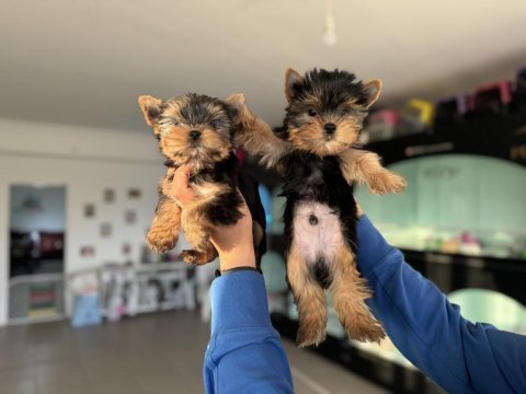 Show kalite tea cup yorkshire terrier köpekler