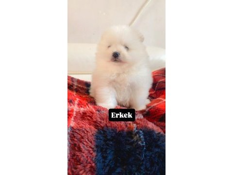 Erkek pomeranian boo