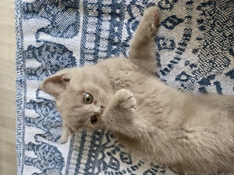 British shorthair çok sevimli