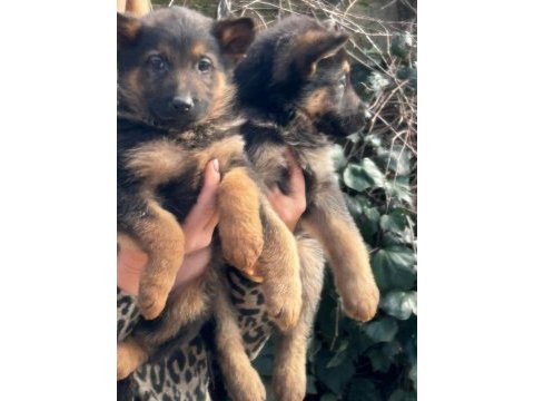Alman kurt yavruları ücretsiz değildir