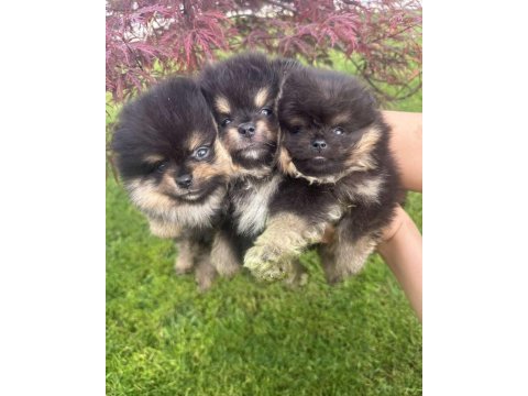 3 adet black and tan yavri pomeranian