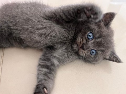 British shorthair erkek