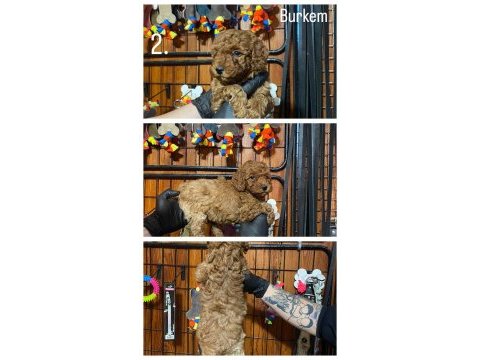 Burkemden safkan poodle bebeklerimiz