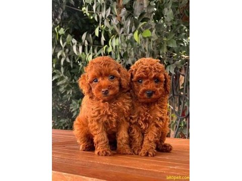 A kalite toy poodle yavruları (boş geçme)