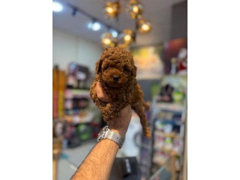 Irk ve sağlık garantili kore toy poodle yavrularımız