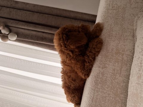 Acil satılık toy poodle