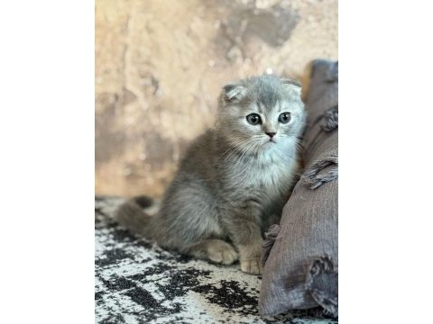 Yavru scottish fold yavrumuz