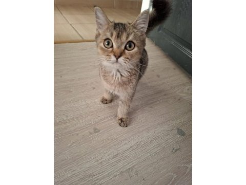 British shorthair kedisi