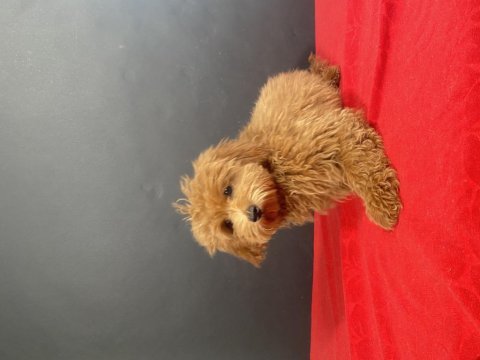 14 şubat doğumlu maltipoo oğlumuz