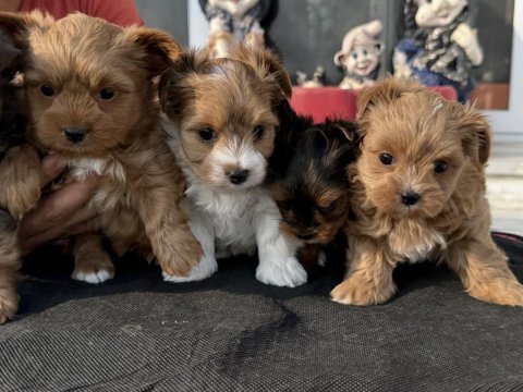Show kalite tea cup morkie yavrular ziyarete açık