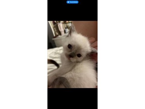 Birman cinsi kedimiz