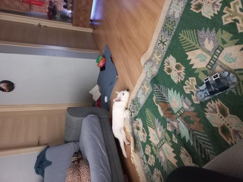 Husky dişi yavru 3 aylık