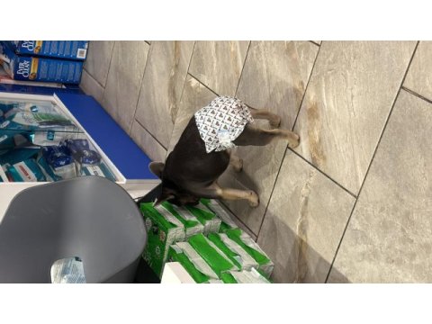 8 aylık french bulldog anatomisi harika lilac tan