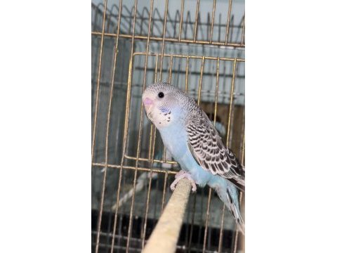Muhabbet kuşu sahiplendirmek bizim işimiz