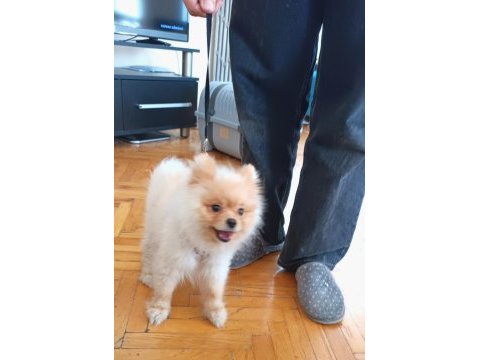 11 aylık erkek pomeranian