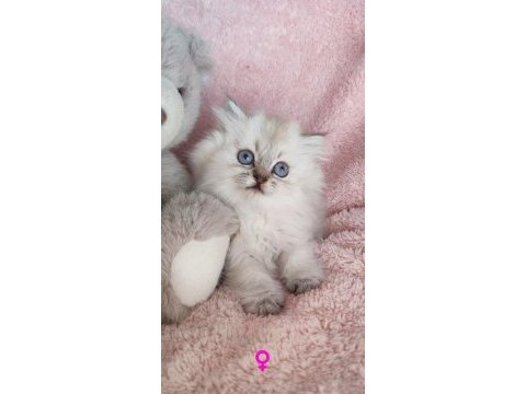 3 yeni british longhair bebekler