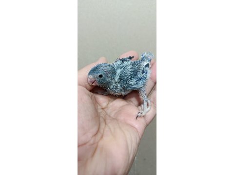 Erkek cep papağanı forpus