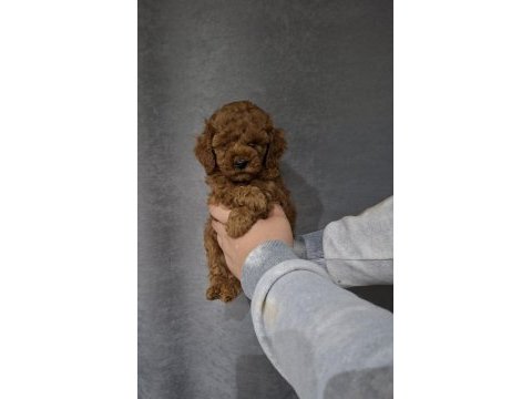 Bebek yüzlü poodle bebekler