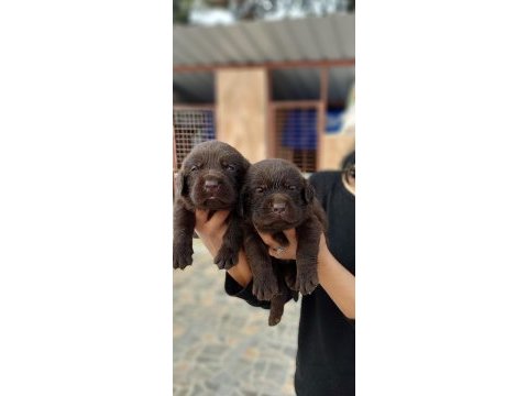 Çikolata labrador